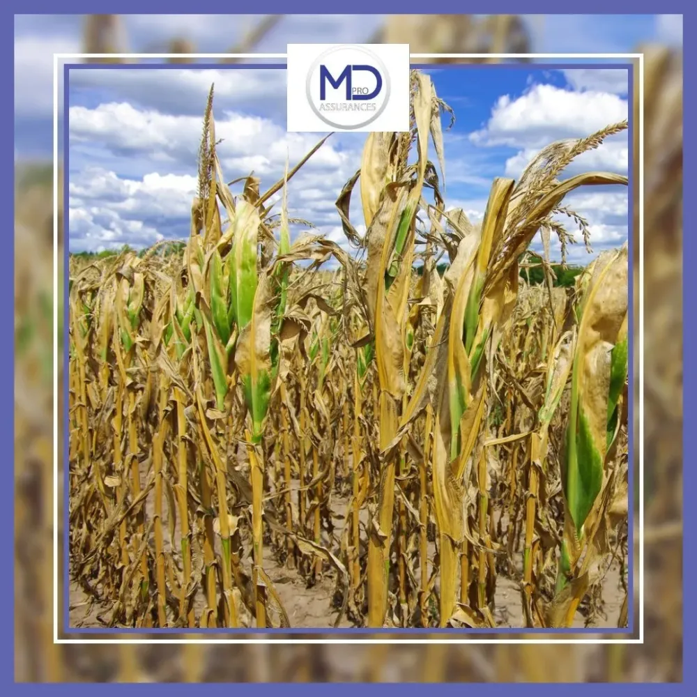 MD Pro Assurances (9)